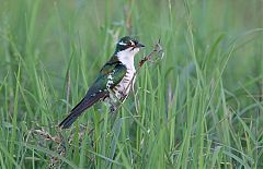 Dideric Cuckoo